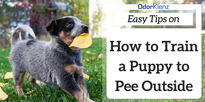 How do you train best sale a puppy to pee outside