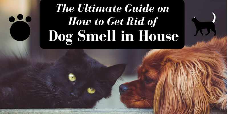 How to Get Rid of Dog Smell in Carpet: Ultimate Guide