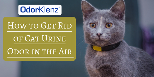 How to Get Rid of Cat Urine Odor in the AirHow to Get Rid of Cat Urine Odor in Househow to get cat urine smell out of carpetHow to get cat pee smell out of clothesCat Urine Odor Removal Home Remedy