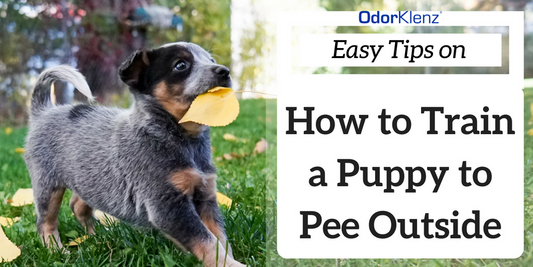 Way to train puppies to fashion pee outside