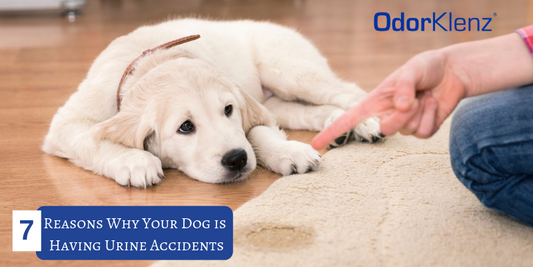 Reasons Why Your Dog is Having Urine AccidentsIs Your Housebroken Dog Urinating In the HouseIncontinence Condition