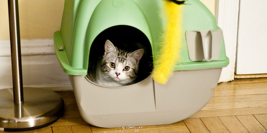 Reduce Litter Box SmellWhy Does My Cat Litter Box Smell So Bad?How to clean litter boxLitter Box Odor Eliminator